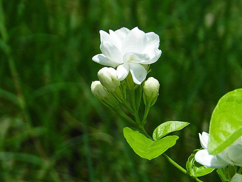 #冰山一角的趣味#你猜他到底是不是个傻子