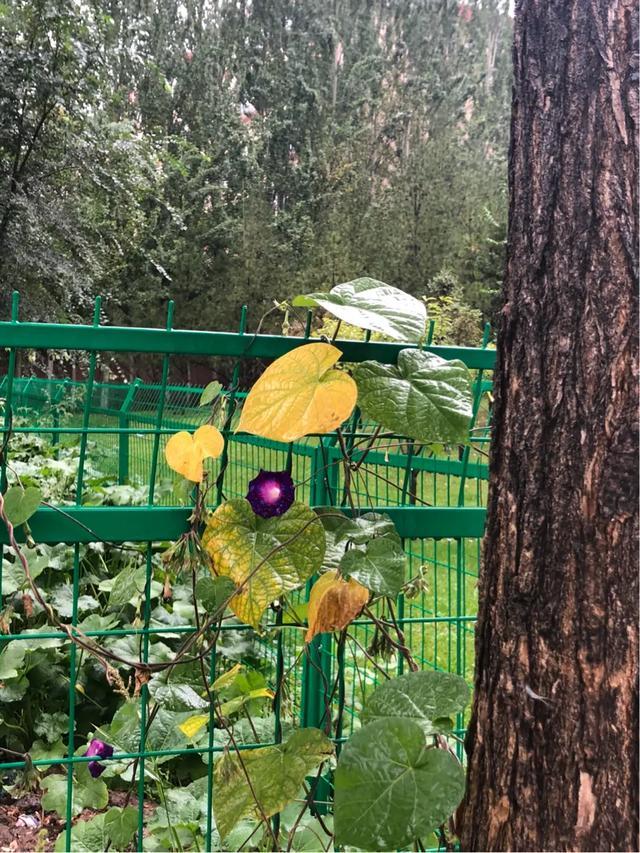 「文思泉涌」一夜之间，天就冷了