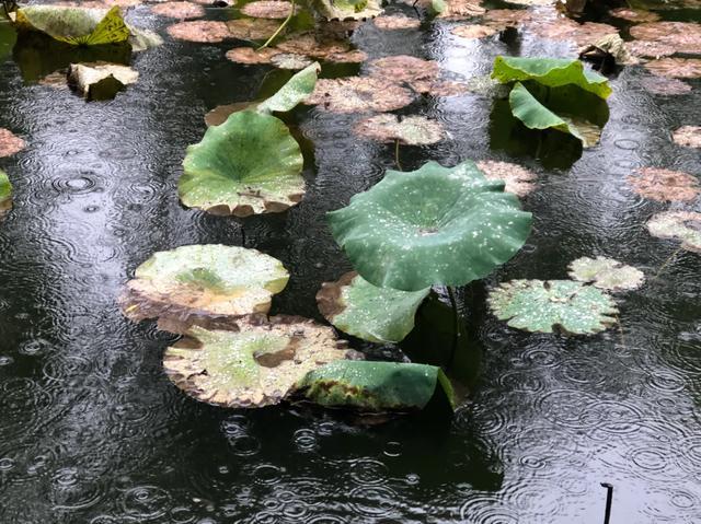 「文思泉涌」一夜之间，天就冷了