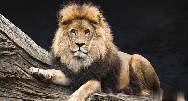 南非动物园游客将能爬上兽笼给野兽拍照