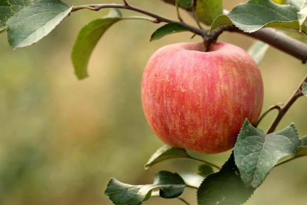 多吃苹果有益健康，选择正确的时候更好？了解一下有帮助