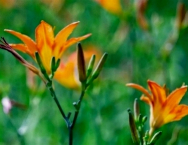 【情感新淼】最值得信赖的三生肖，成熟踏实有上进心，对妻子十分慷慨