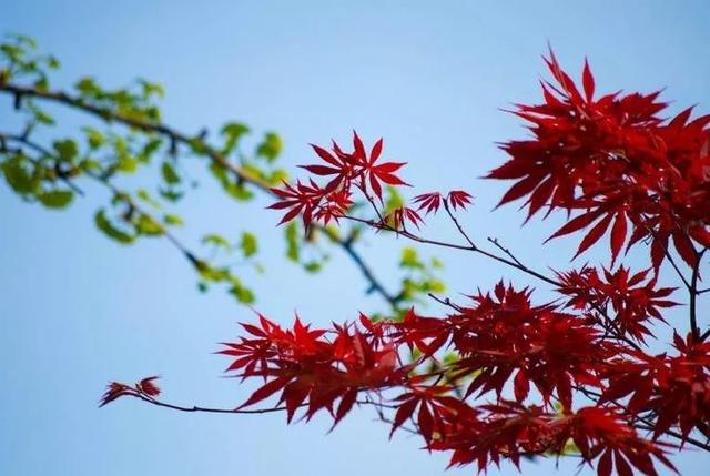 [校园留声机]做人，要懂得规矩和自律