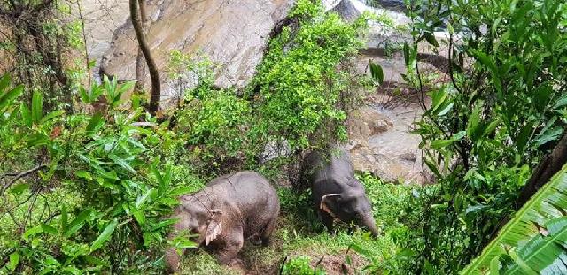 悲剧！泰国小象不慎掉进瀑布里，5大象施救不幸一同丧生！