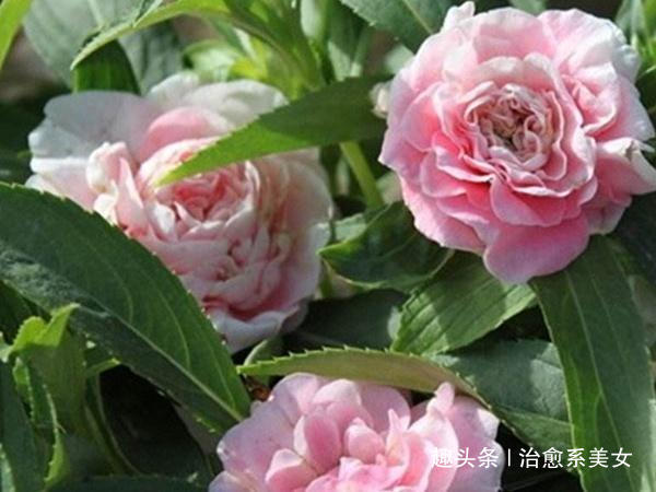 治愈系美女@感悟人生的心灵鸡汤,触动人心,让人一看就喜欢