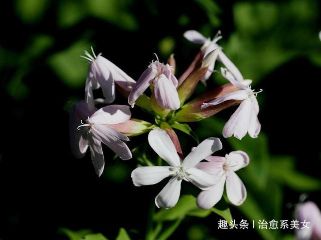 治愈系美女@感悟人生的心灵鸡汤,触动人心,让人一看就喜欢