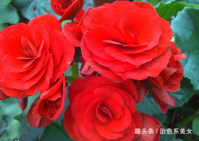 治愈系美女@感悟人生的心灵鸡汤,触动人心,让人一看就喜欢