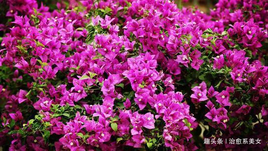 [治愈系美女]12个发朋友圈经典好句,句句经典,深入人心