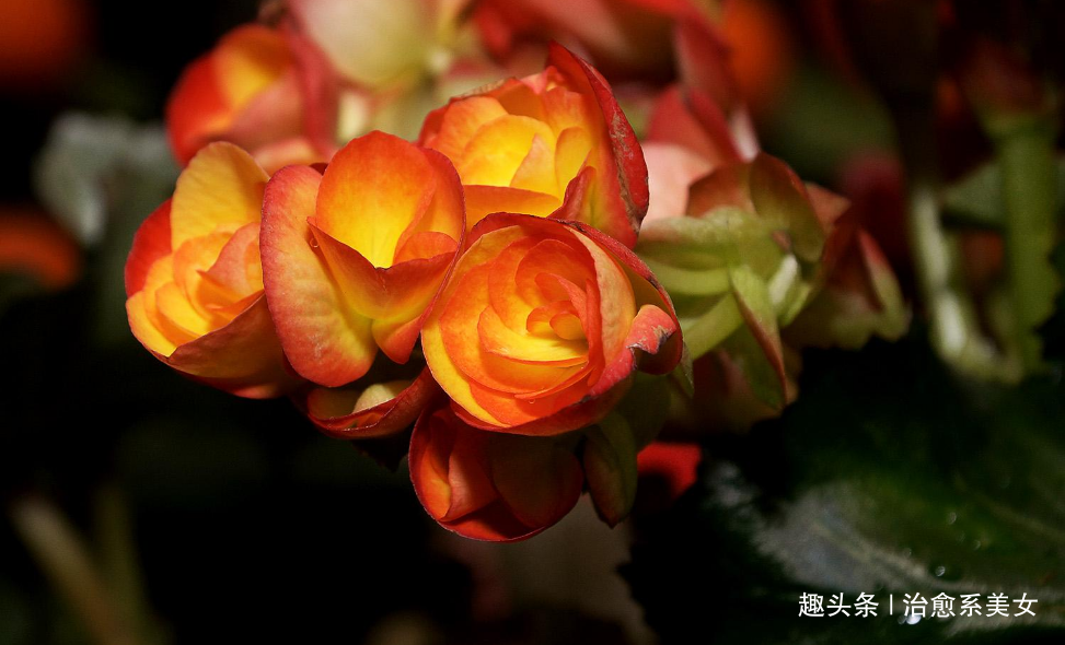 [治愈系美女]12个发朋友圈经典好句,句句经典,深入人心