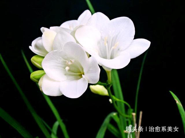 [治愈系美女]12个发朋友圈经典好句,句句经典,深入人心