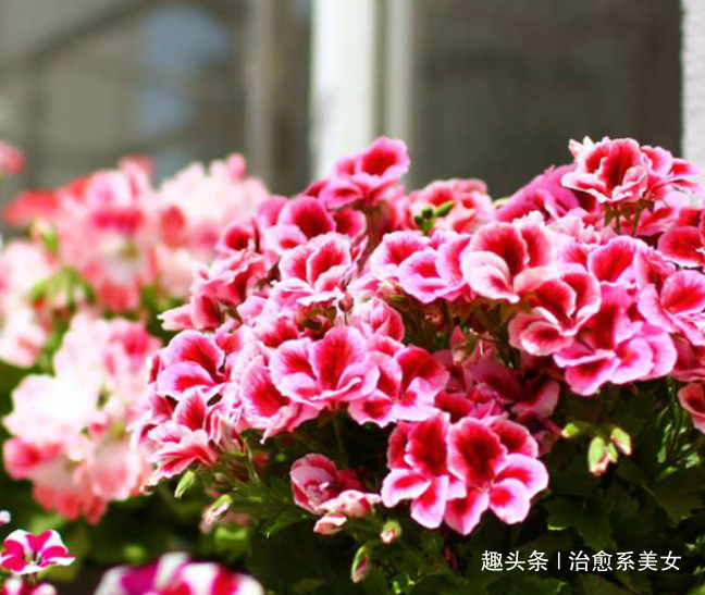 #治愈系美女#句句入骨的人生感悟,句句经典,深入人心