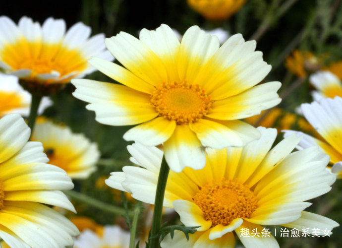 #治愈系美女#句句入骨的人生感悟,句句经典,深入人心