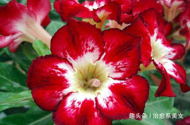 #治愈系美女#句句入骨的人生感悟,句句经典,深入人心