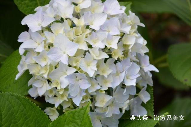 #治愈系美女#句句入骨的人生感悟,句句经典,深入人心