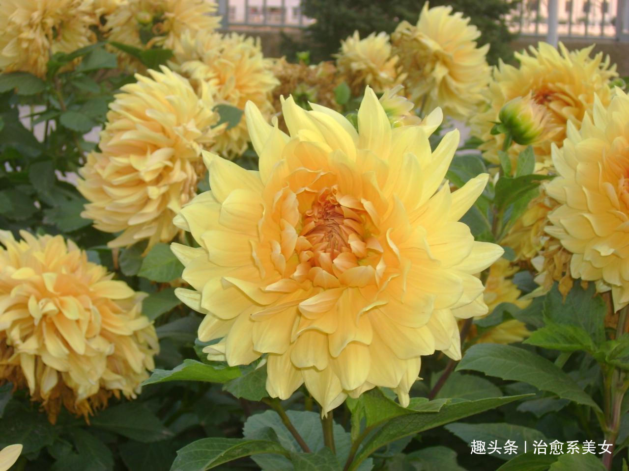 #治愈系美女#深入人心的精湛句子,经典走心,适合发朋友圈