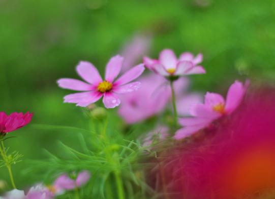 情感紫雪：值得托付终身的三生肖，成熟稳重很有才华，对老婆言听计从
