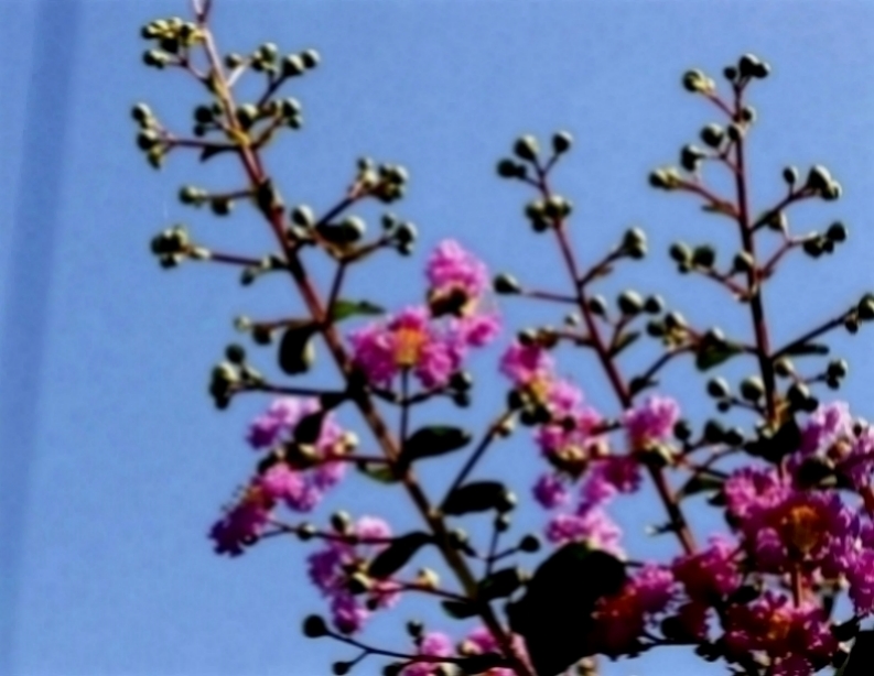 情感紫雪：值得托付终身的三生肖，成熟稳重很有才华，对老婆言听计从