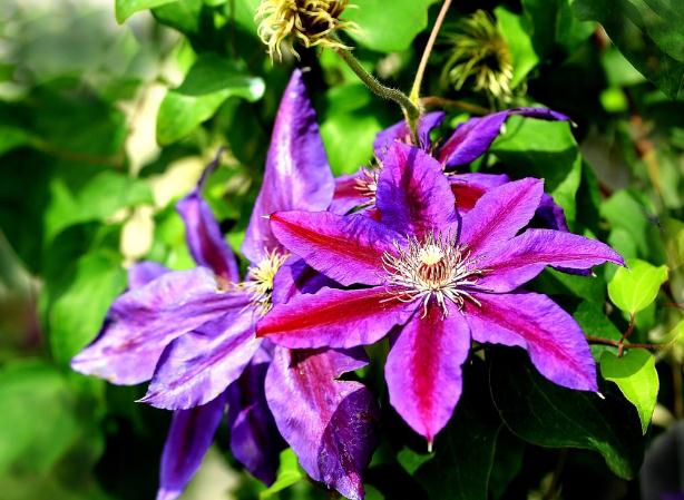 情感紫雪：值得托付终身的三生肖，成熟稳重很有才华，对老婆言听计从