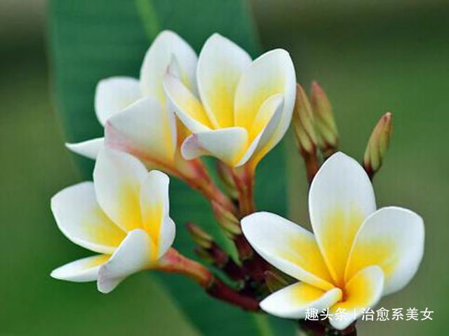 「治愈系美女」让人醒悟的经典语录,精辟励志,活出自我