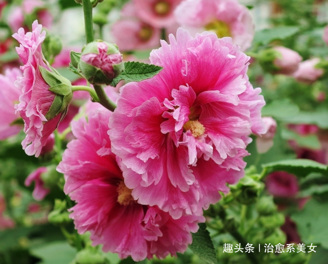 「治愈系美女」让人醒悟的经典语录,精辟励志,活出自我