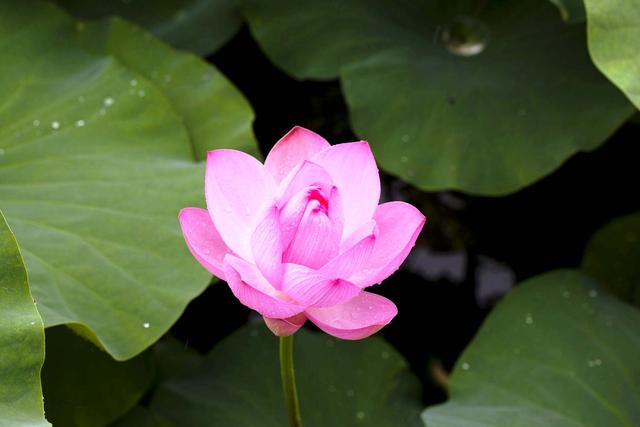 「小路音乐吧」耐人寻味的经典句子，精致走心，让人一读再读