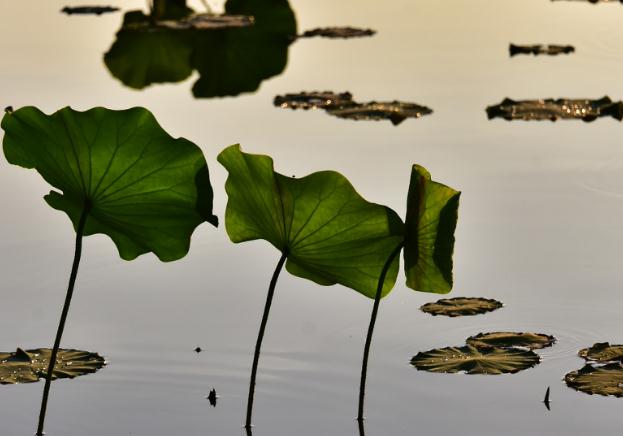 「情感祺福」在婚姻中命很苦的三生肖女，婚前快乐婚后不幸福，还得不到理解