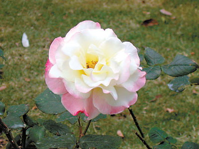 土豆躺沙发■认识自己，降伏自己，改变自己，才能改变别人。