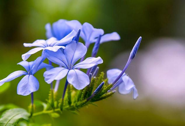 情感新淼@值得托付终身的三个生肖，成熟踏实有上进心，让人十分羡慕