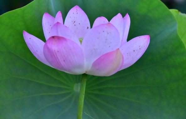 情感新淼@值得托付终身的三个生肖，成熟踏实有上进心，让人十分羡慕