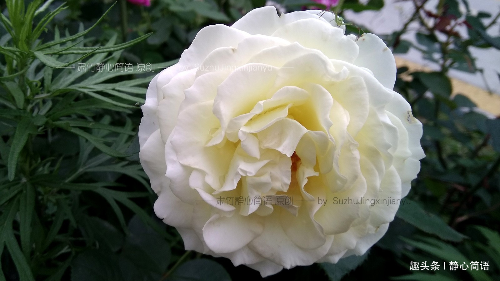 「静心简语」不在背后说人是非，但也要留一手来堵住别人的嘴