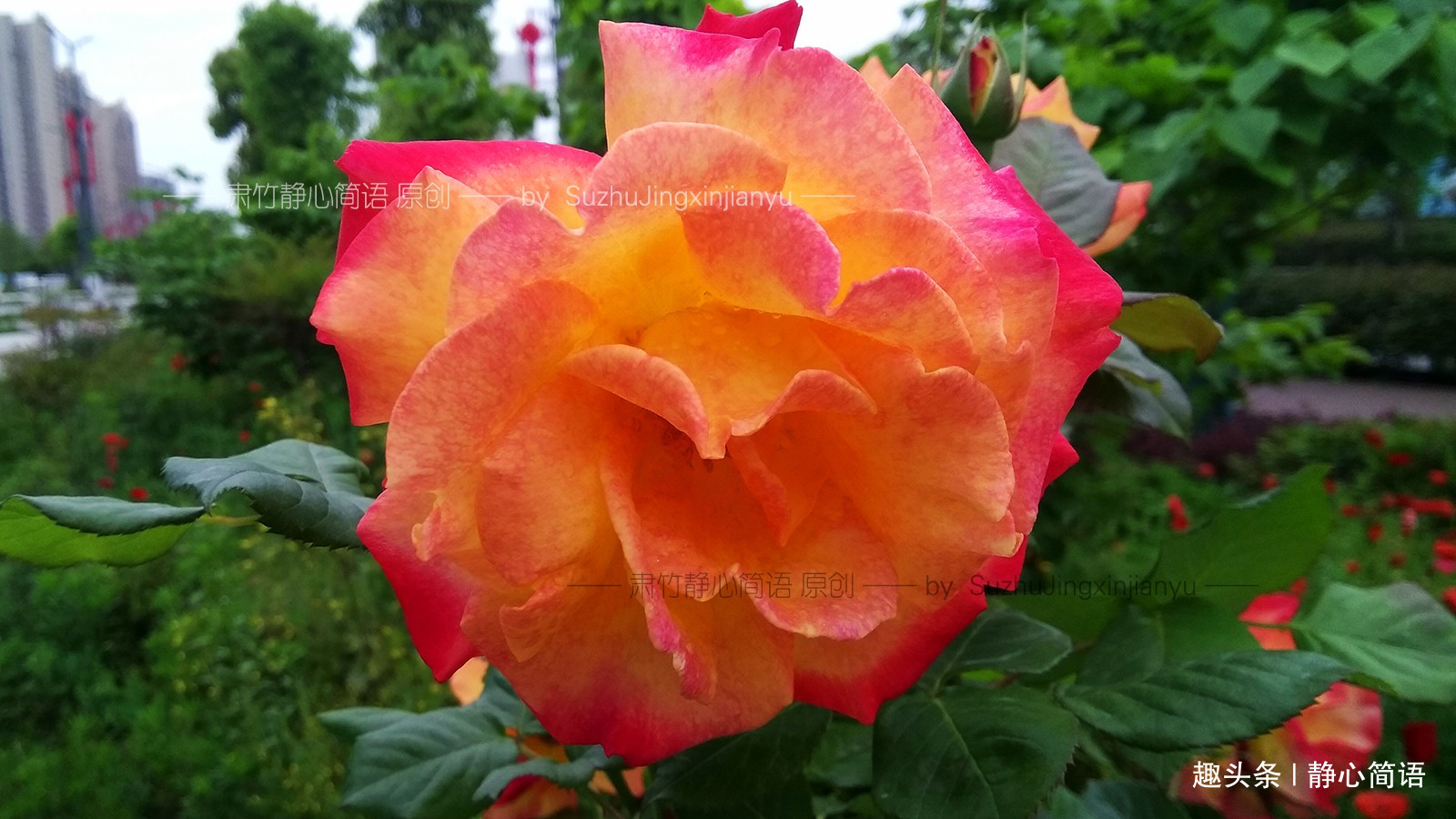 「静心简语」不在背后说人是非，但也要留一手来堵住别人的嘴