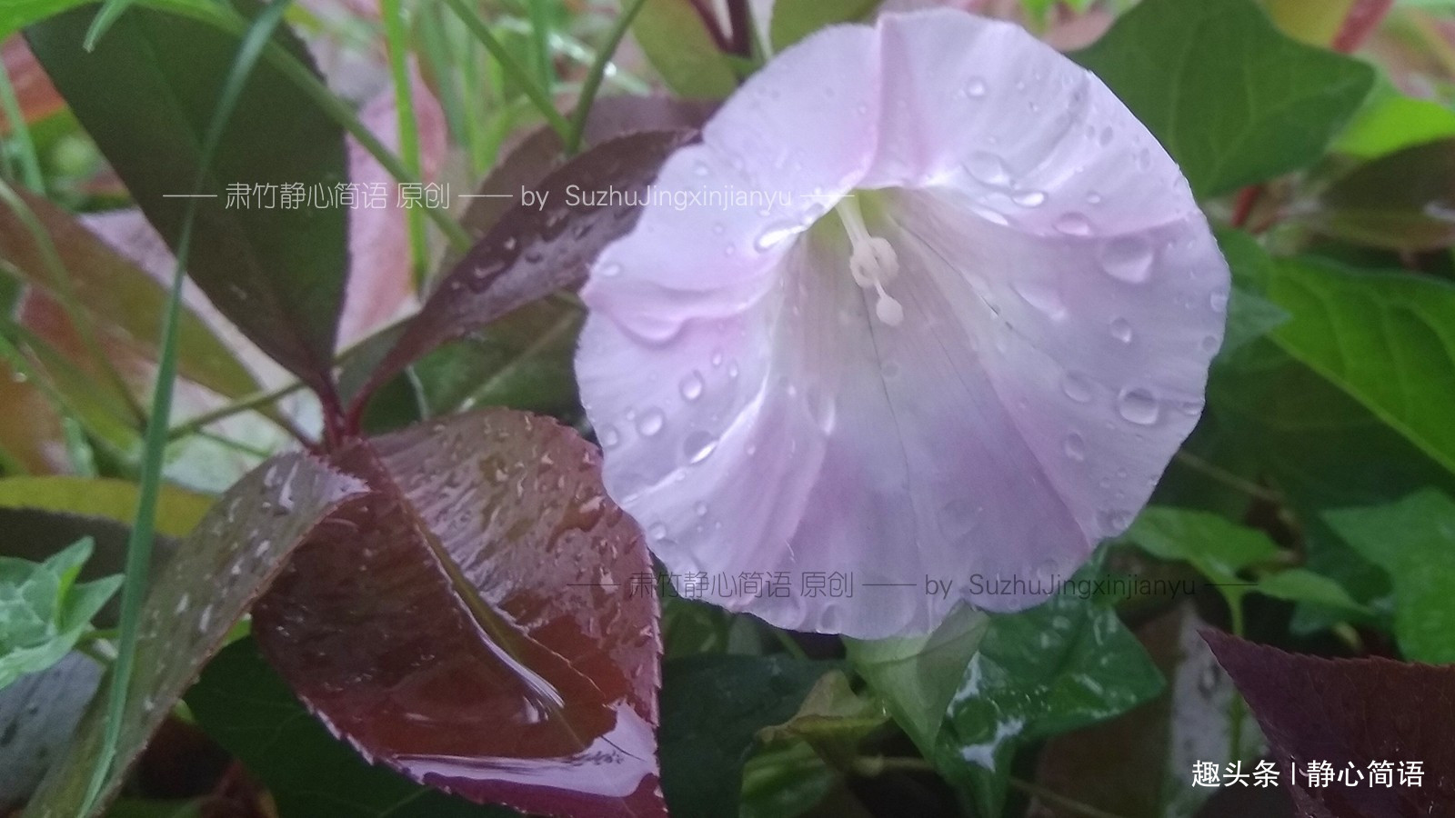 「静心简语」不在背后说人是非，但也要留一手来堵住别人的嘴