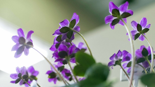 语兰夏日玫瑰■发自内心感慨的说说，句句让人折服，哪句最符合你的心情