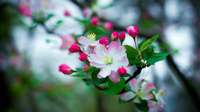语兰夏日玫瑰■发自内心感慨的说说，句句让人折服，哪句最符合你的心情