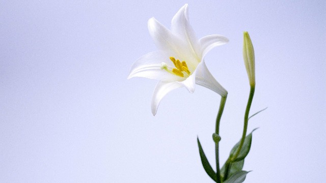 语兰夏日玫瑰■发自内心感慨的说说，句句让人折服，哪句最符合你的心情