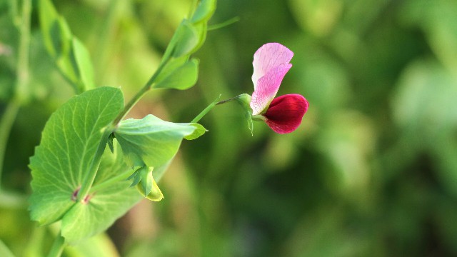 语兰夏日玫瑰■发自内心感慨的说说，句句让人折服，哪句最符合你的心情
