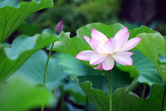 「语兰夏日玫瑰」伤感却富有诗意的签名，建议珍藏，第6句真的很伤感