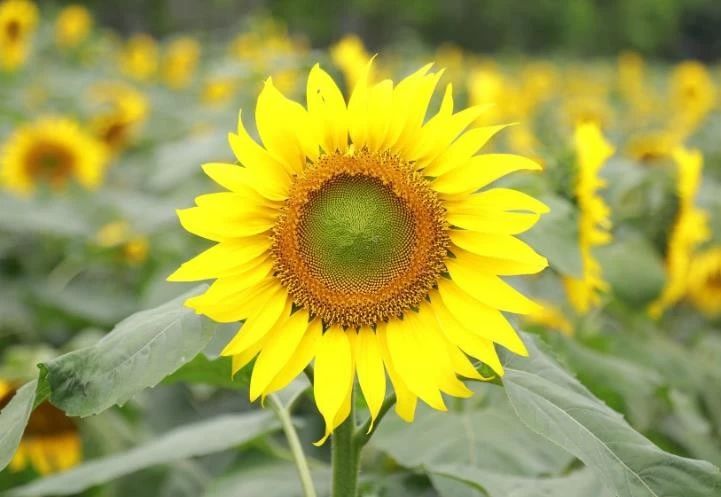 「天天励志正能量」自己喜欢的日子，就是最美的日子
