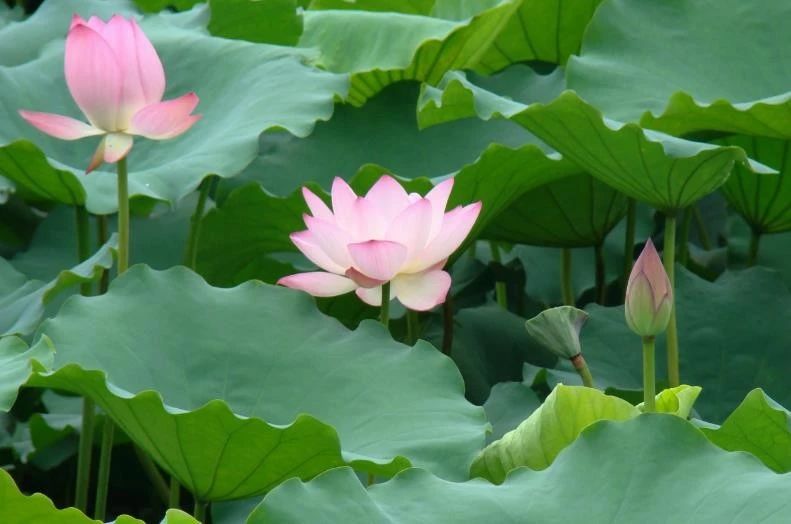 「天天励志正能量」自己喜欢的日子，就是最美的日子