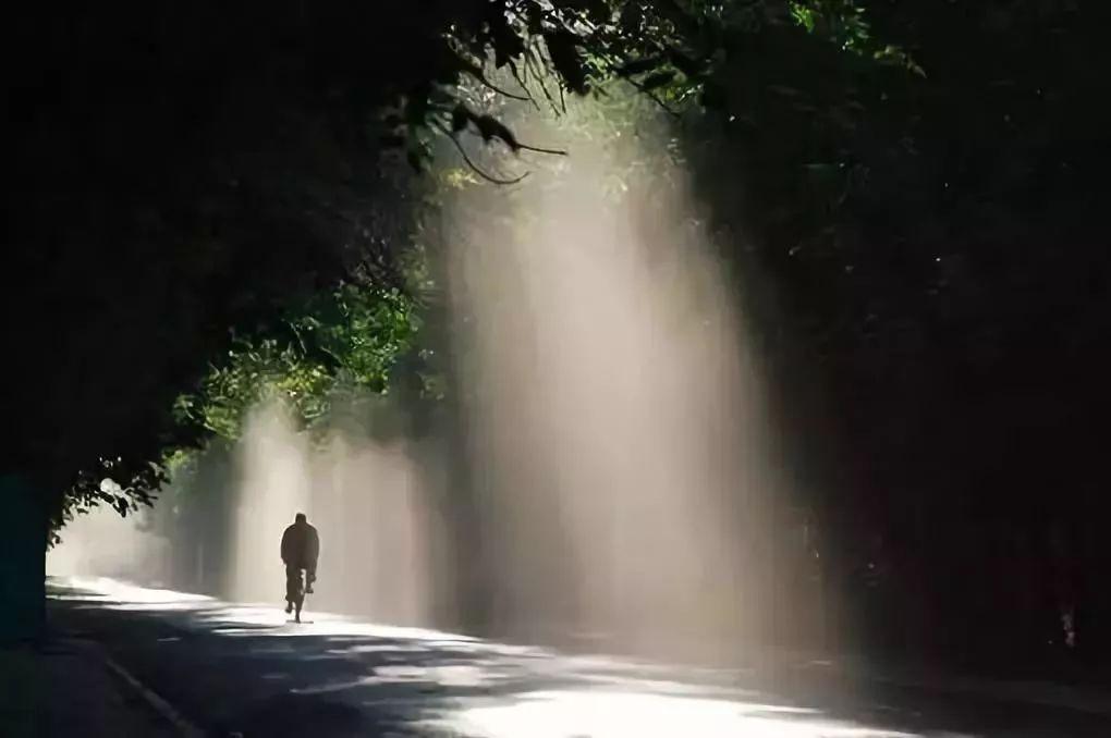 「西纳维思」少年不懂父母恩，懂时已是中年人！