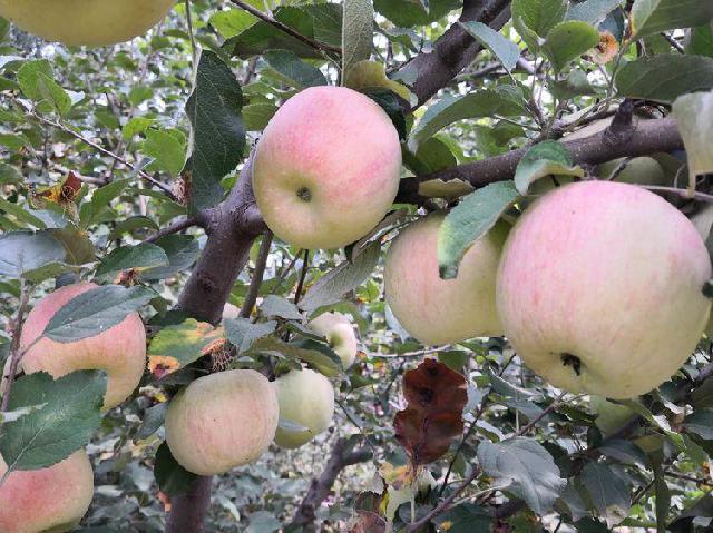 奎先达坂西@多年以后，为什么依然欣赏你