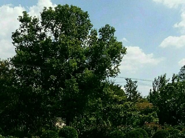 「早安晚安星语」想你，不再打扰你，只要你平安康健就好！