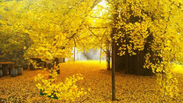 「谈笑风生浊酒一杯」不知不觉，已经到了五十岁了！