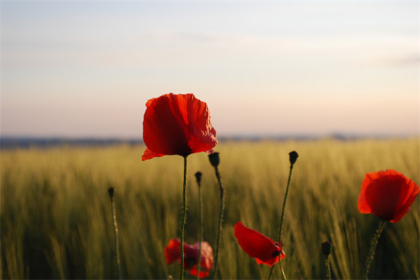 「励志加油站」不负相遇，不念遗憾，做一个干净洒脱的人