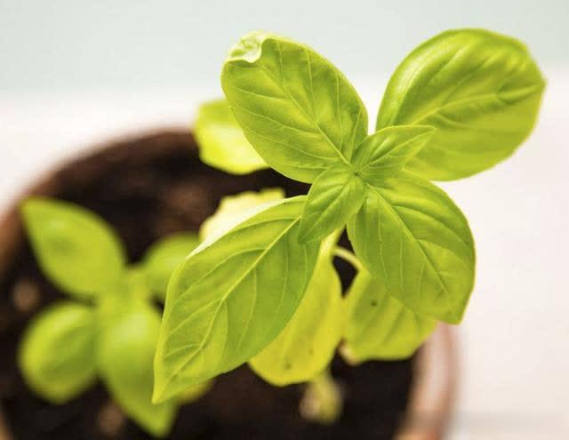 #昕月蓝殇美文苑#此生做不成夫妻，来生不见也不念