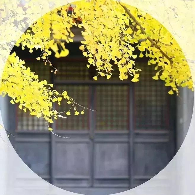 蔷薇财商■今日寒露：袅袅凉风动，寒露秋更浓