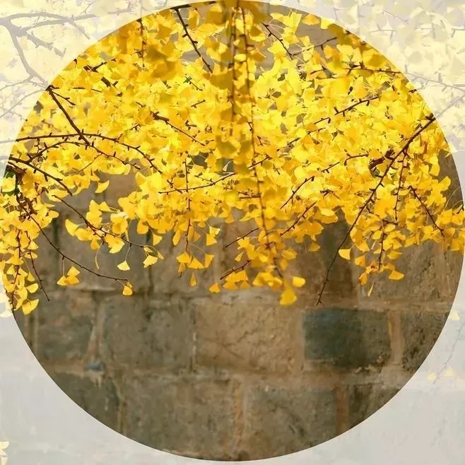 蔷薇财商■今日寒露：袅袅凉风动，寒露秋更浓