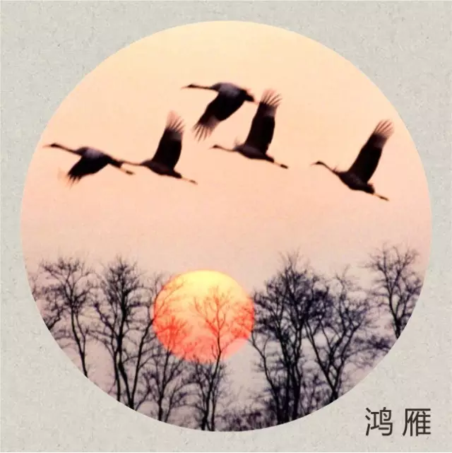 蔷薇财商■今日寒露：袅袅凉风动，寒露秋更浓