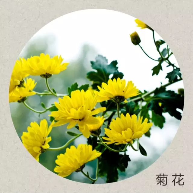 蔷薇财商■今日寒露：袅袅凉风动，寒露秋更浓