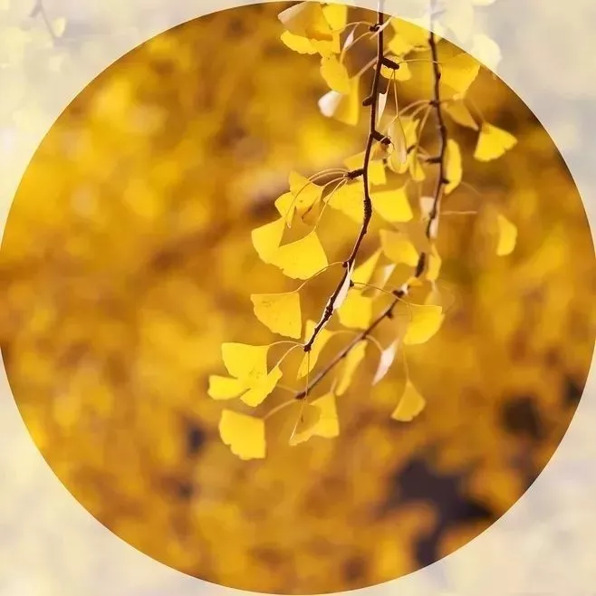 蔷薇财商■今日寒露：袅袅凉风动，寒露秋更浓